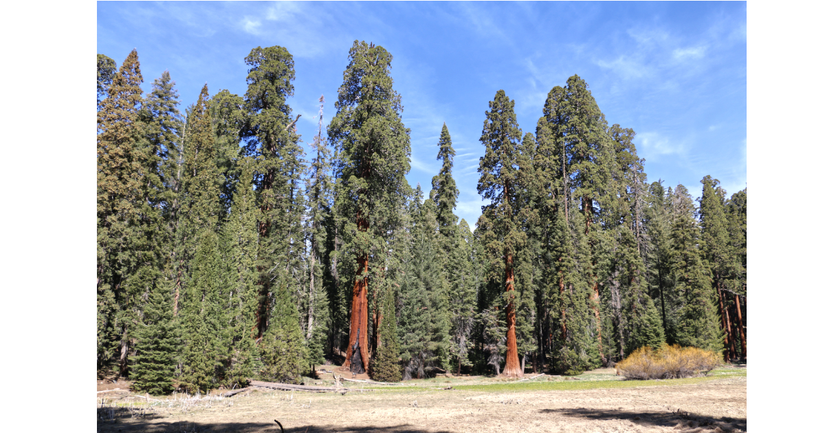 Big Trees Trail in Giant Sequoia National Park