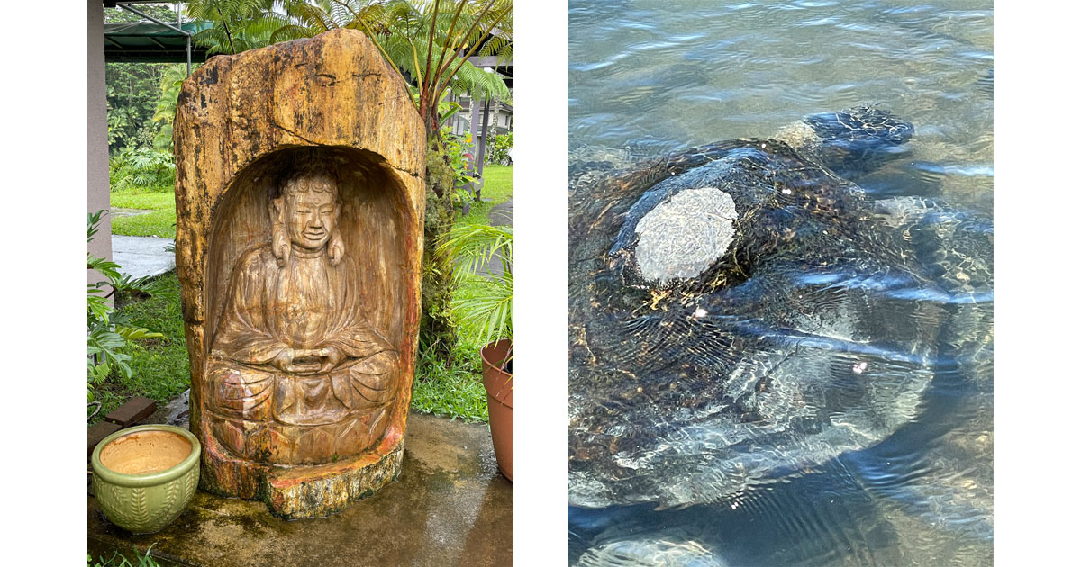 Buddha at Inn At Kulaniapia Falls and Sea turtles are prominent on the island