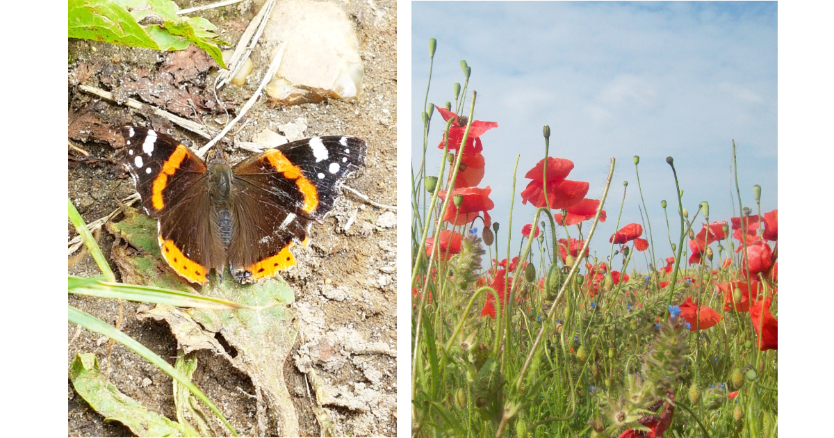 Butterfly and Elsing Poppies