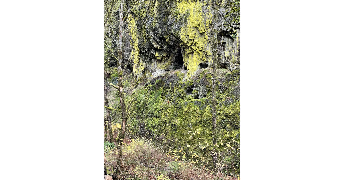Colorful lichen