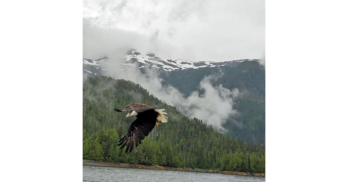 Eagle on George Inlet Bay © Norma Billings
