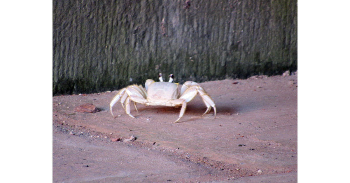 Ghost Crab at Ship Island ©Lisa Evans