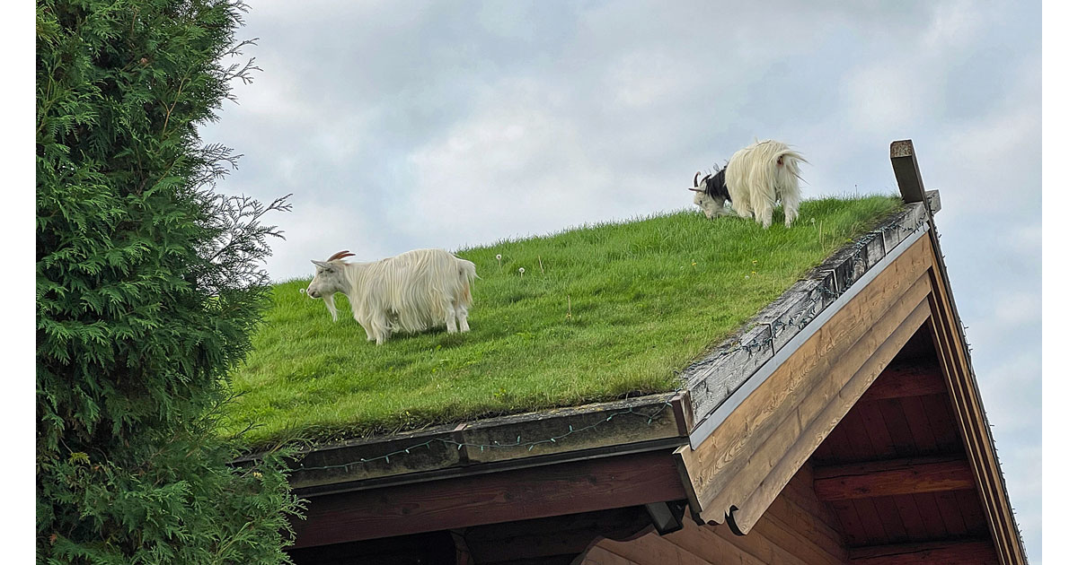 Goats on the Roof at Al Johnson's - Sister Bay-©Julie-Diebolt-Price