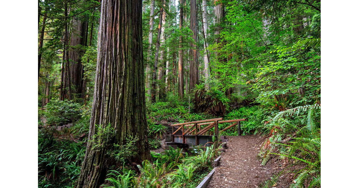 Grove of Titans Trail Reconstruction Project, August 2021. Photo by Max Forster, courtesy Save the Redwoods League