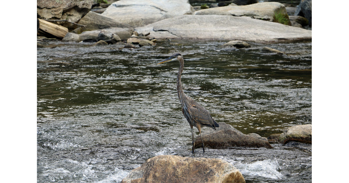 Heron Fishing for Supper at Hickory Nut Gorge Brewery