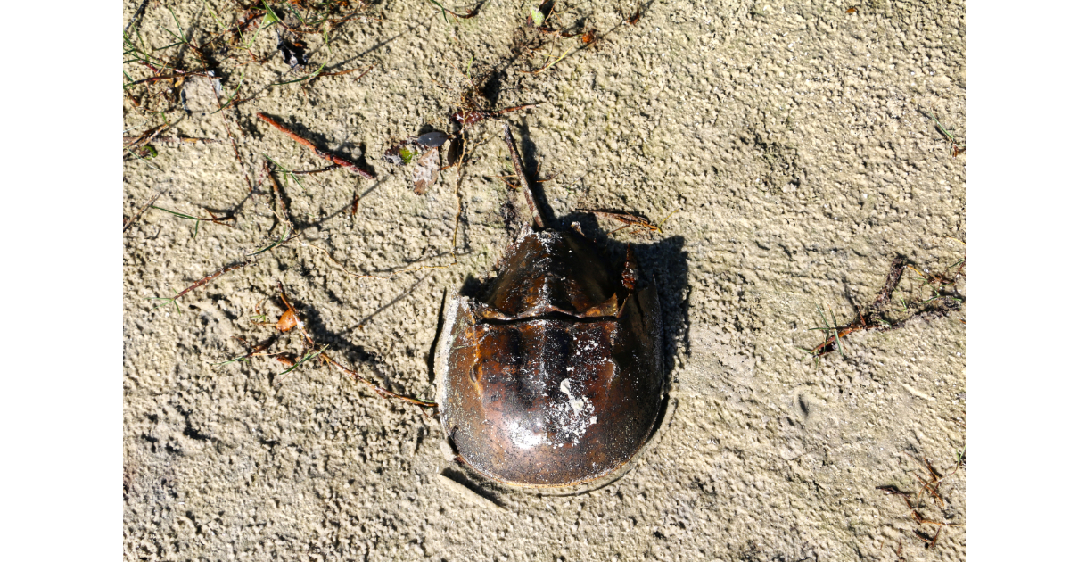 Horseshoe Crab at Seminole Rest