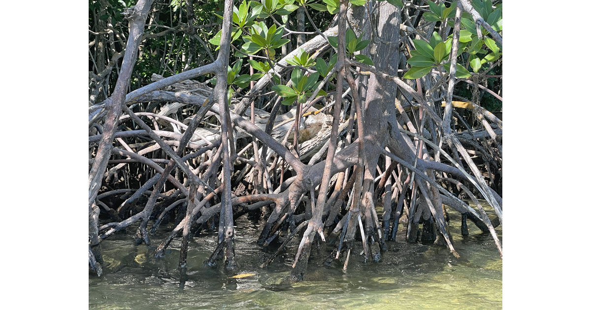 Knotted roots of the mangroves