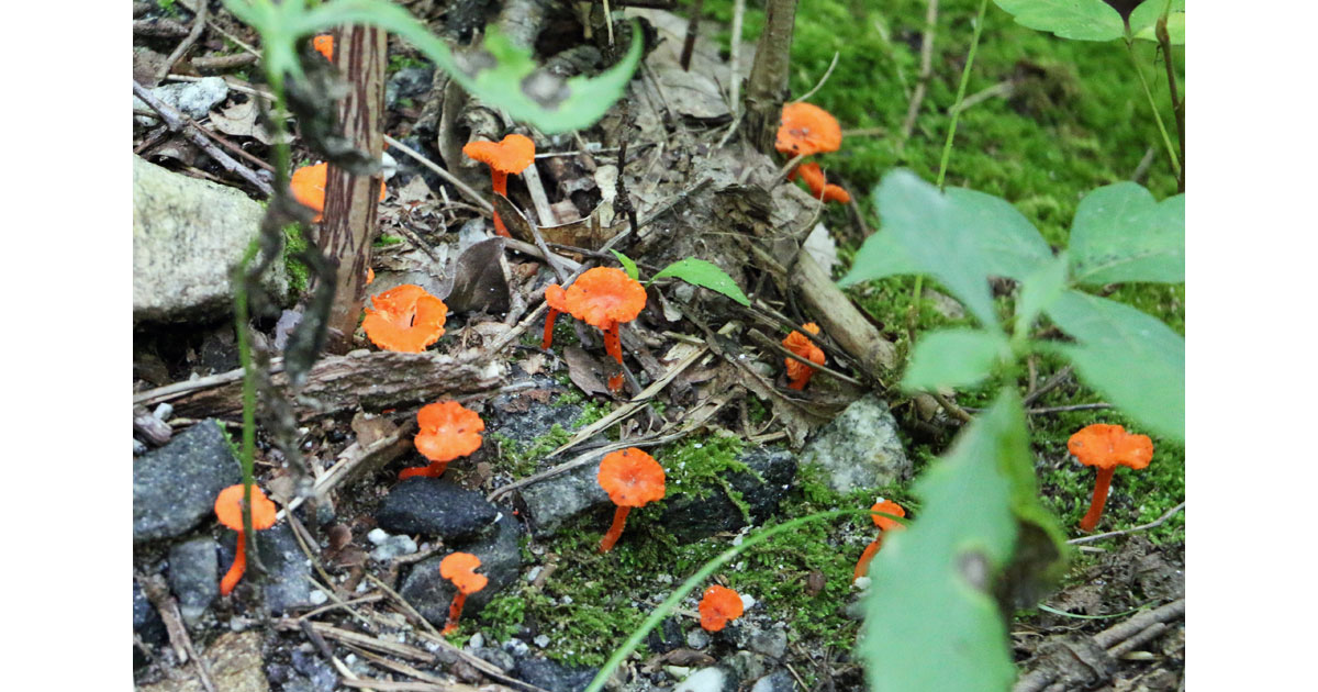 Mushrooms and Fungi Abound on the Hickory Falls Trail
