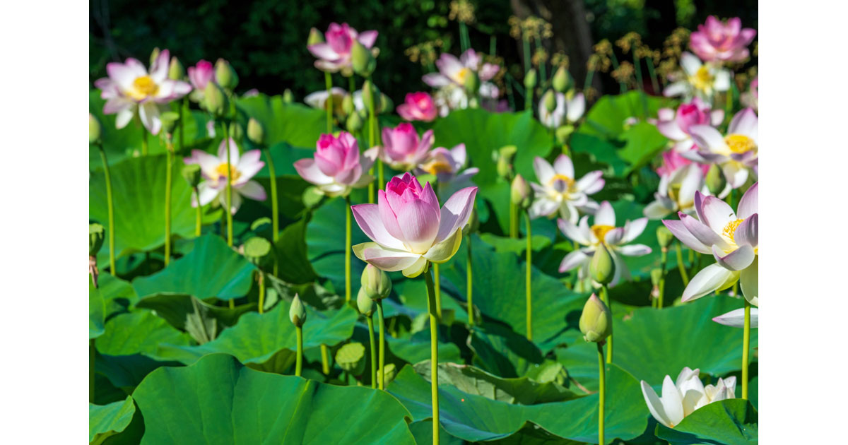 Field Lotus
