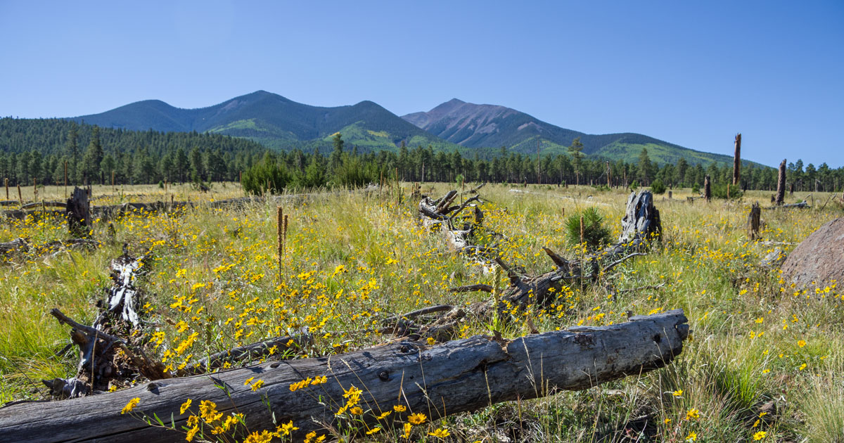 Photo: Peaks Loop by Coconino National Forest, courtesy of Discover Flagstaff
