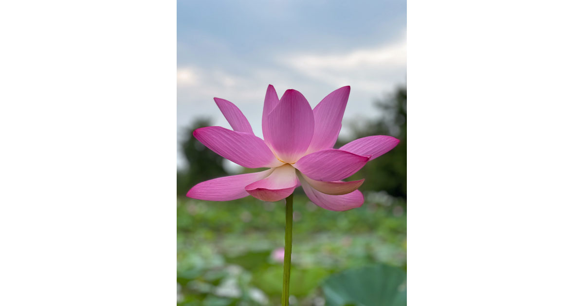 Close up of a pink Lotus