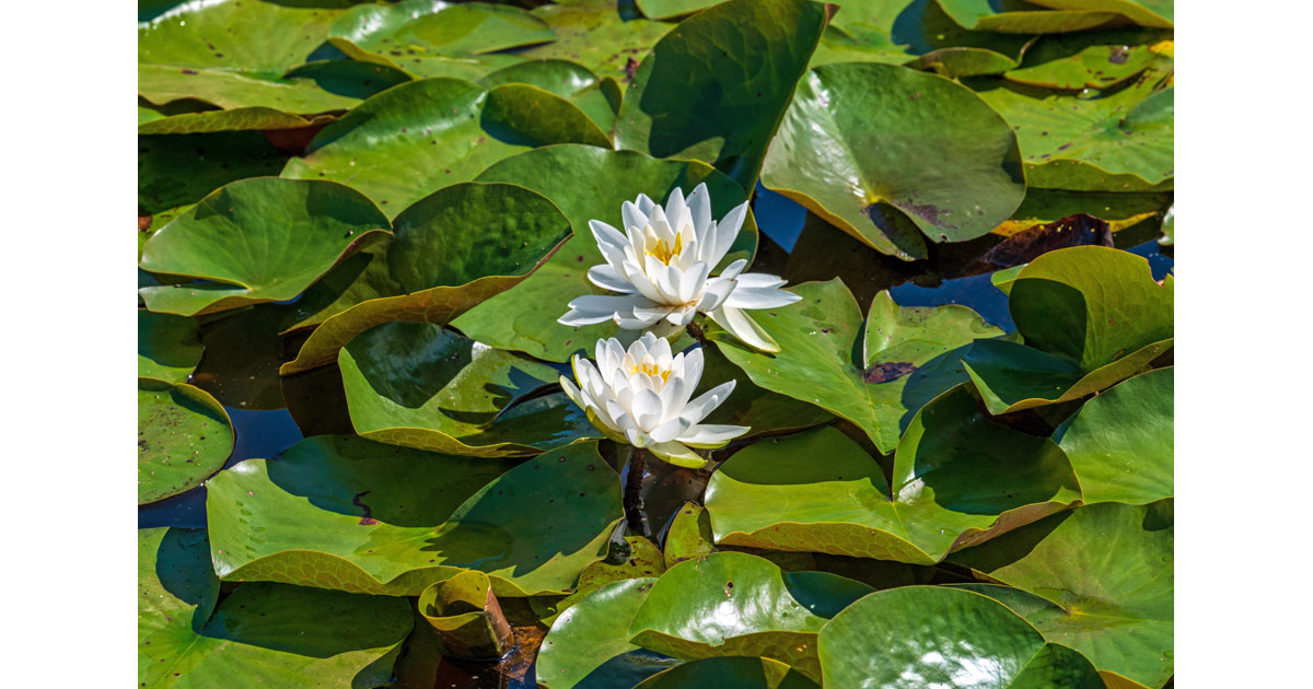 Two White Lotus