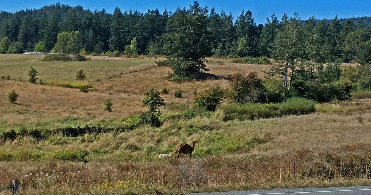 Mona the camel - and friend - hang out across the road from San Juan Vineyard