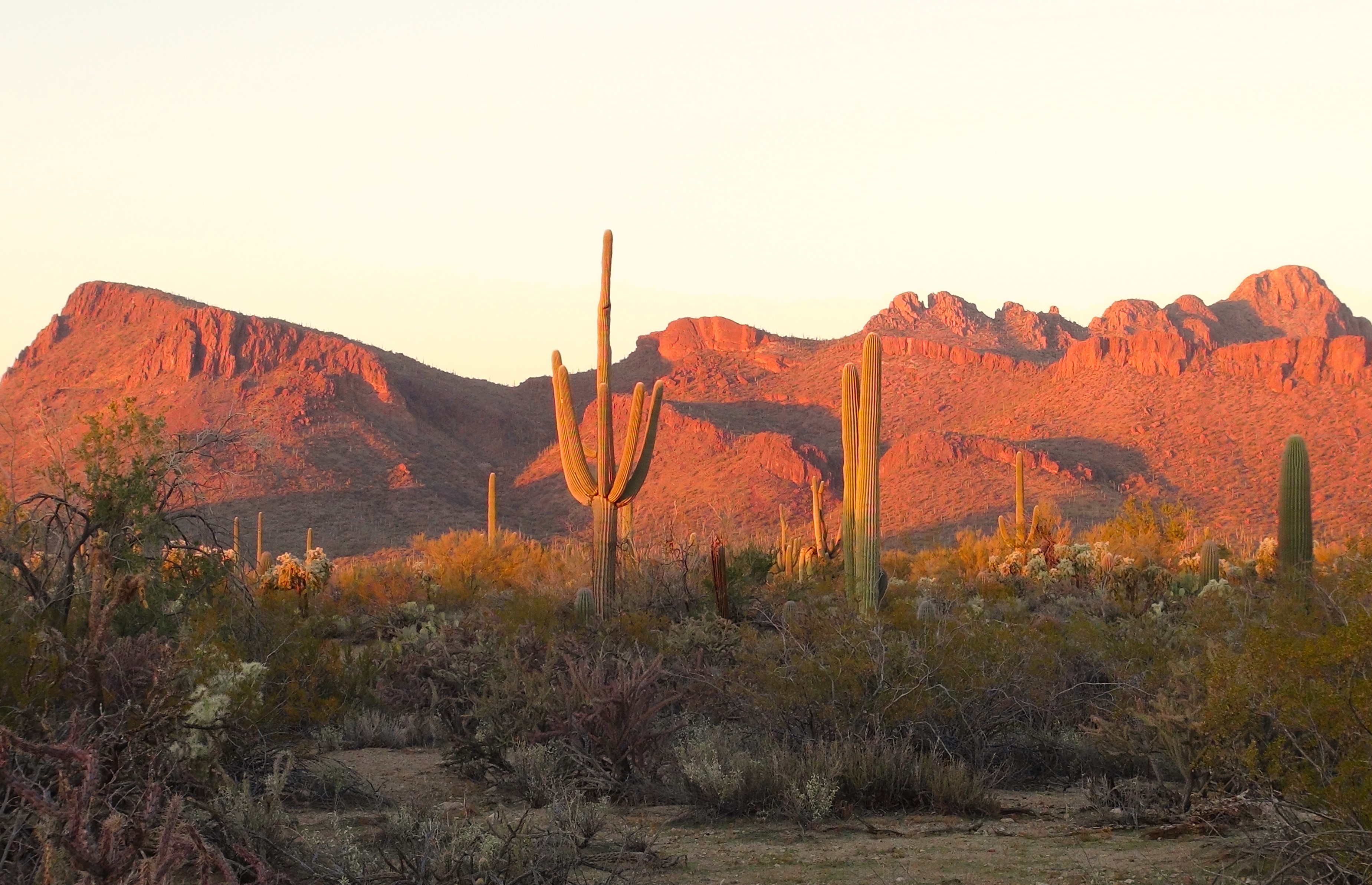 Afternoon Glow in Saguaro National Park West