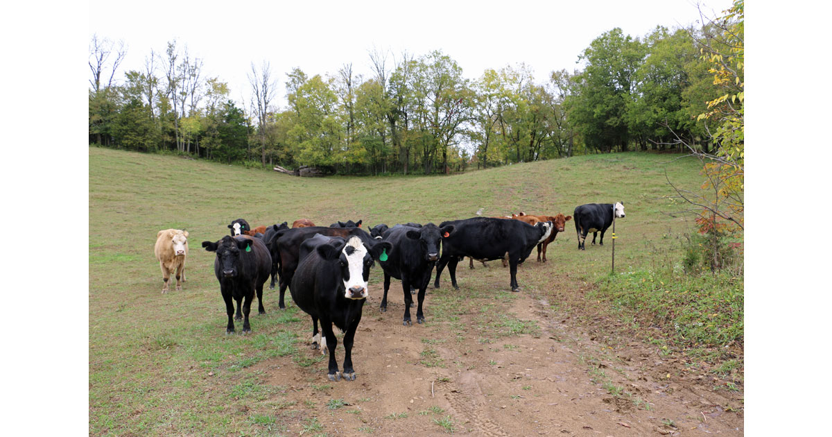 An Authentic working Grass-fed Cattle Farm