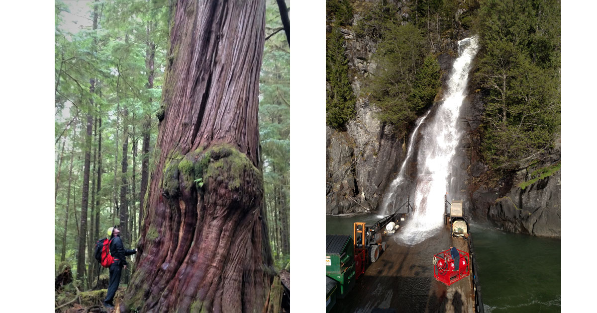Ancient cedar on San Josef Bay hike and Aurora Explorer gets a waterfall shower, credit Allen Cox
