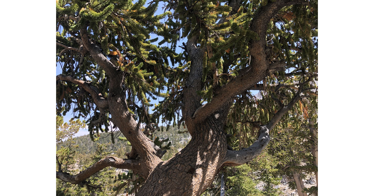Bristlecone pine 