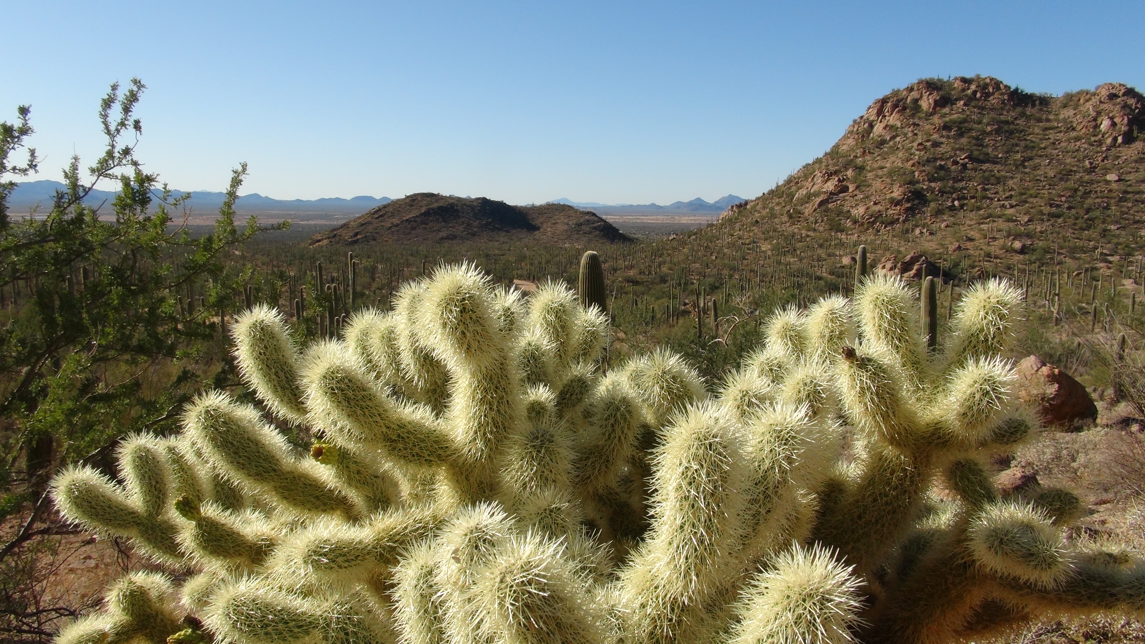 Cholla Cactus in Saguaro National Park