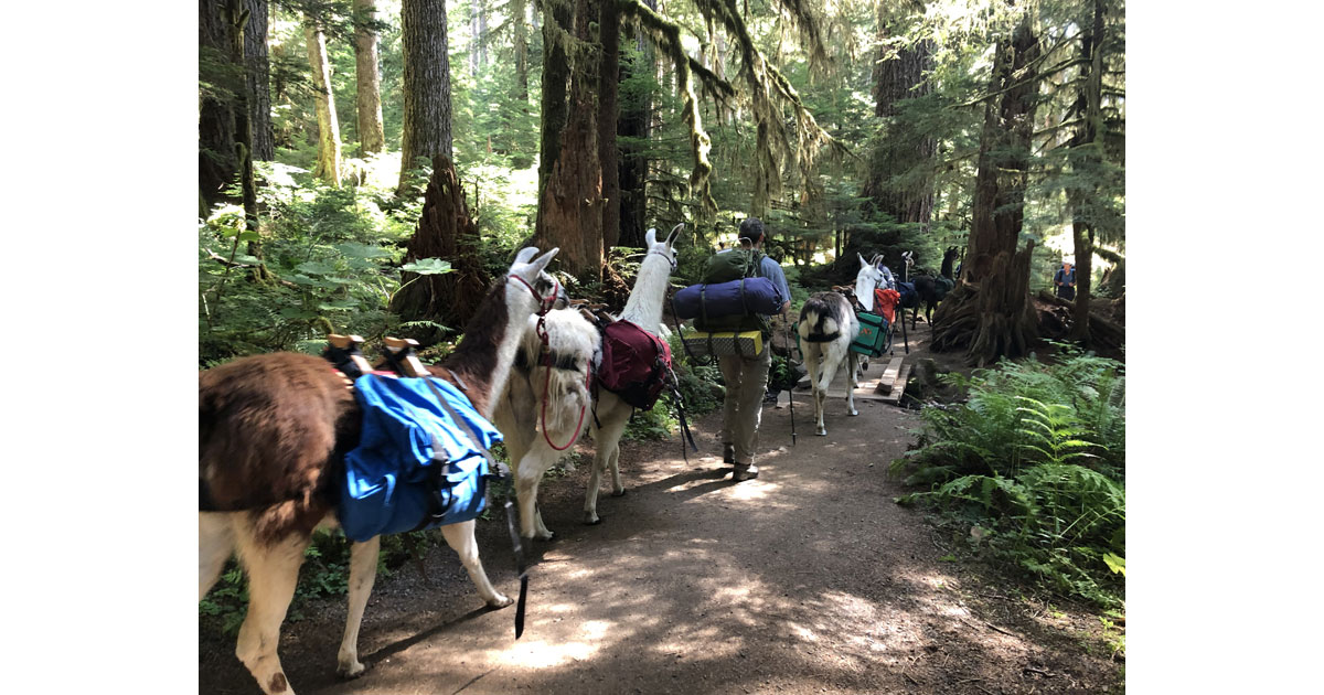 Llama trekking through the forest