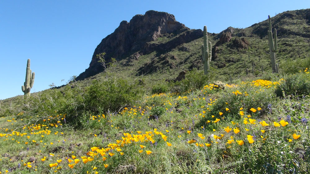 Picacho Peak State Park in Southern Arizona
