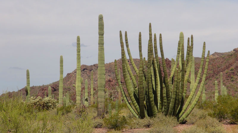 Organ Pipe National Monument