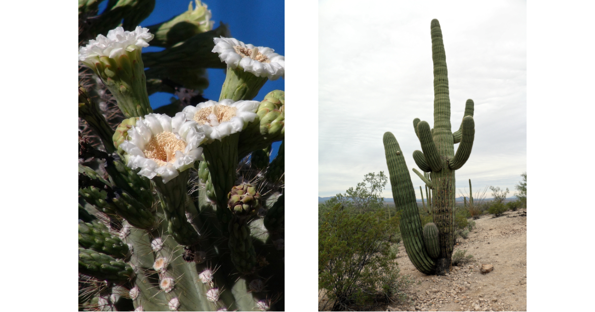 Saguaro Cactus and Blossoms