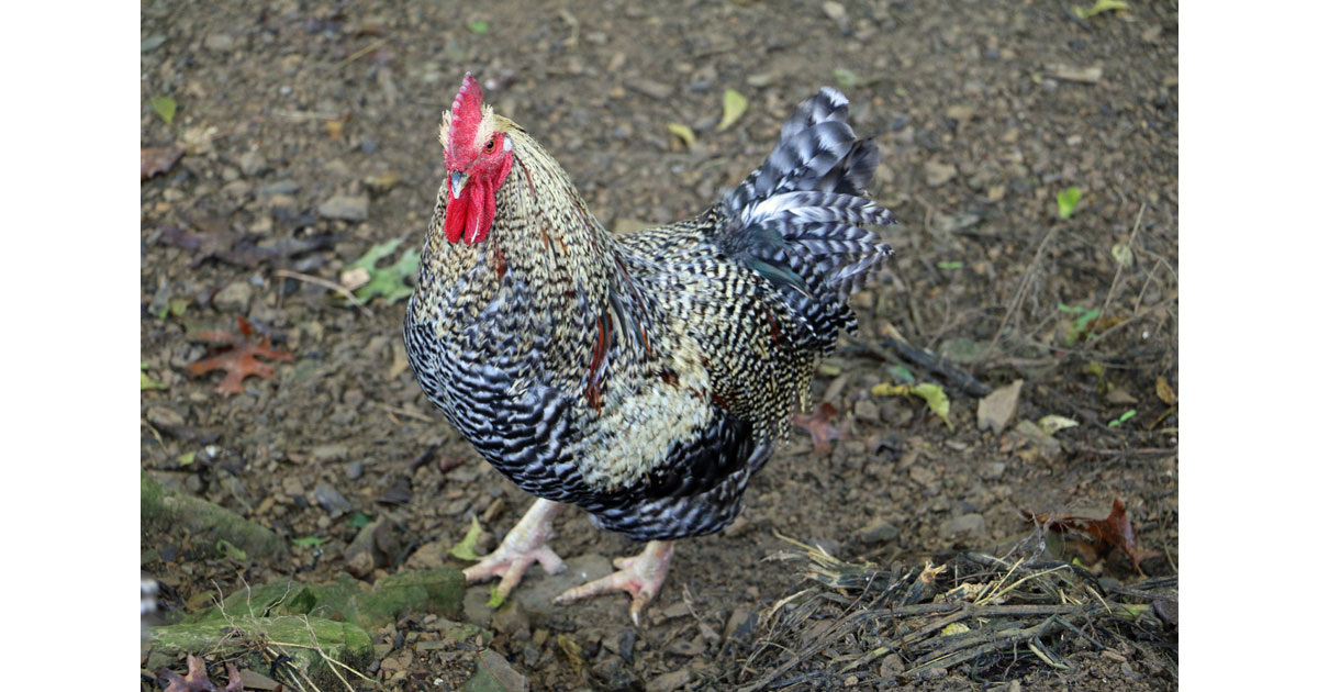 The Farm Rooster 