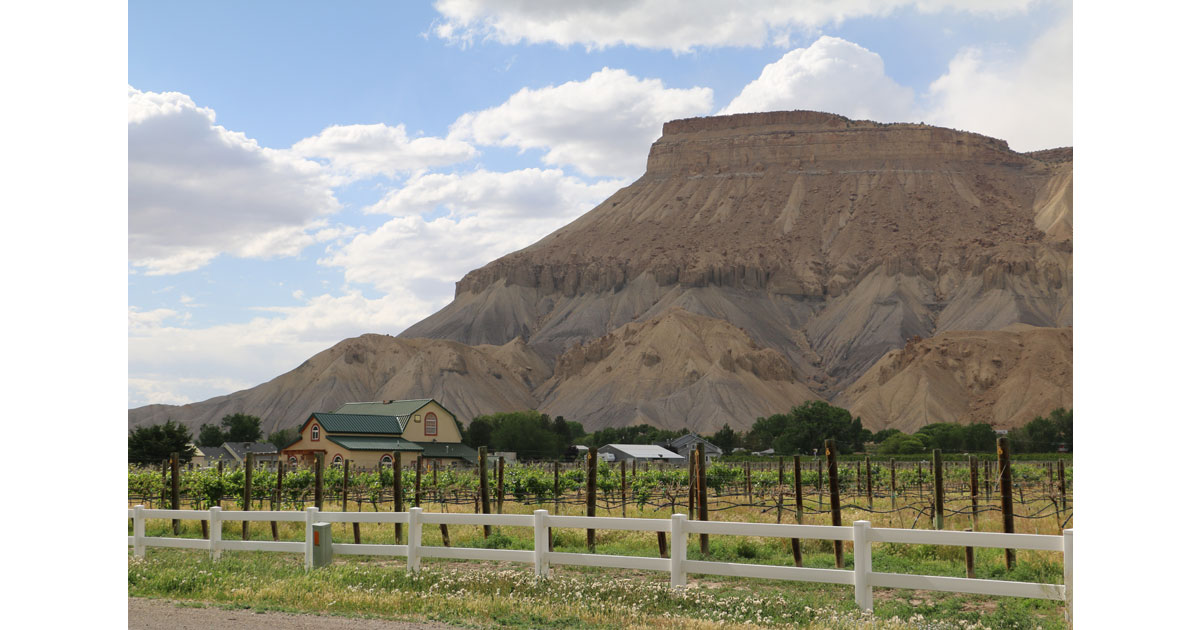 Vineyard Views on the Palisade Fruit and Wine Byway