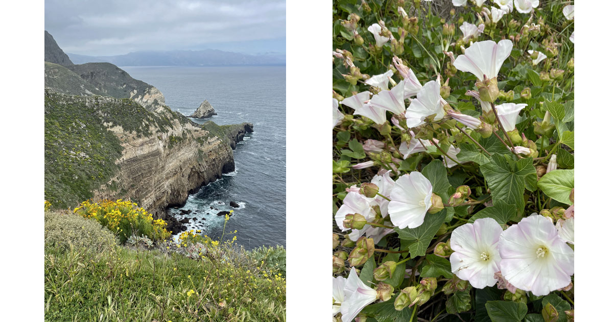 Wild and rugged coastline with wildflowers in bloom