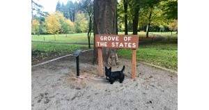 Oregon’s Grove of the States