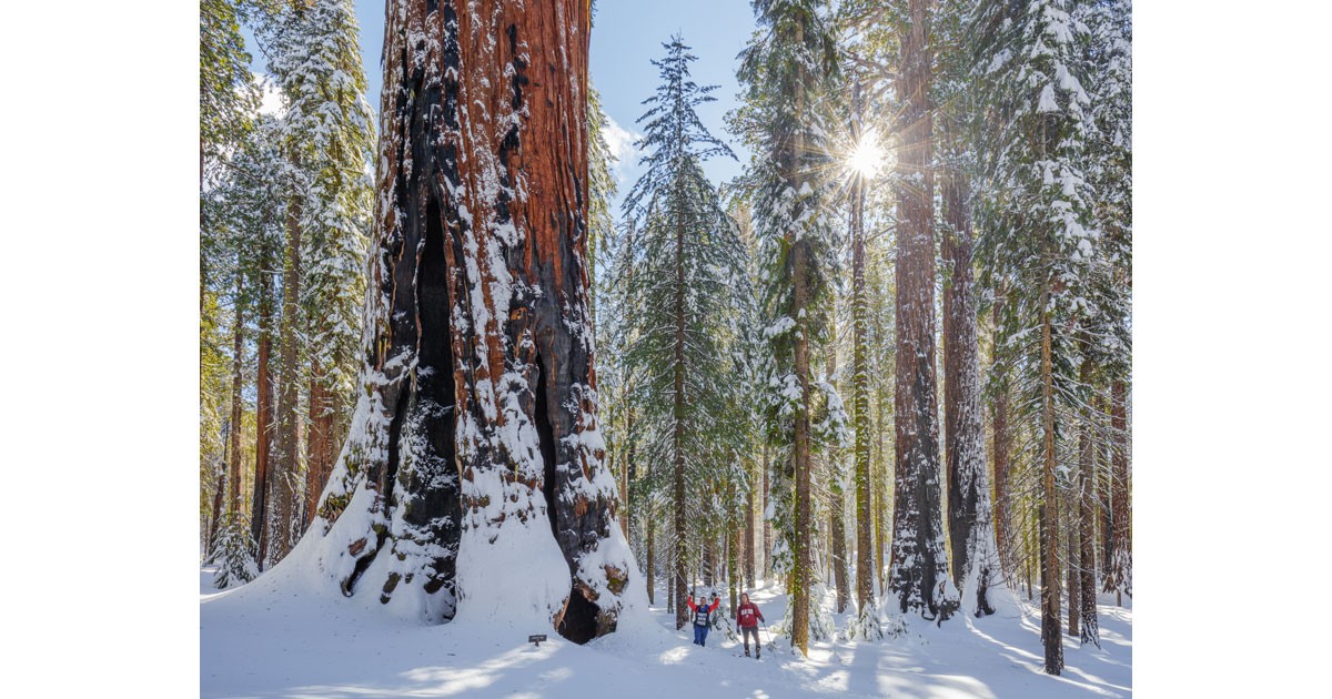 Redwoods in Snow by Max Forster